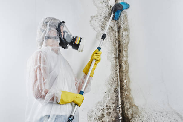 Best Toxic Mold Removal  in Donald, OR