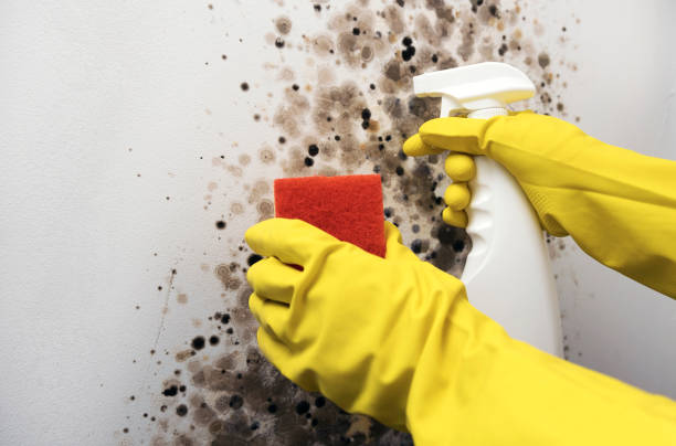 Best Mold Damage Repair  in Donald, OR