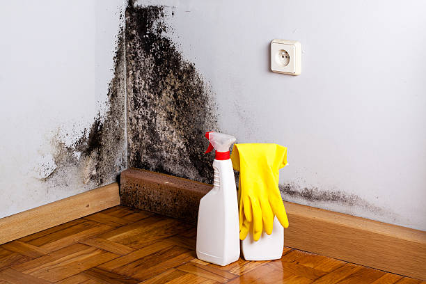 Best Office Mold Removal Services  in Donald, OR