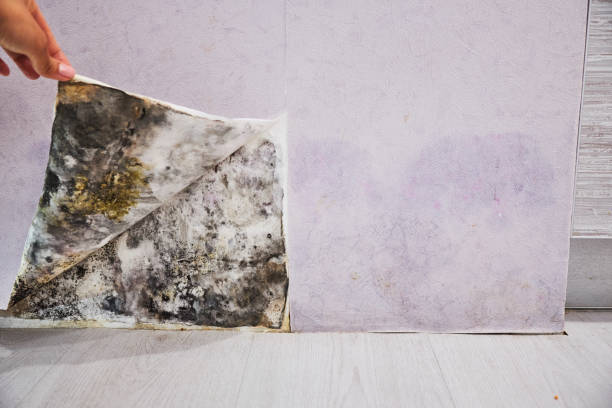 Best Home Mold Removal  in Donald, OR